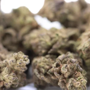 Money Ball THCa Flower greenhouse grown hemp buds with frosty trichomes and vibrant orange pistils