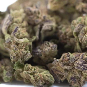 Purple Mountain Majesty THCa flower hybrid buds with deep purple undertones