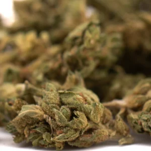 bulk-early-wu-cbd-flower-full-term-smalls-wholesale-earthy-citrus-buds